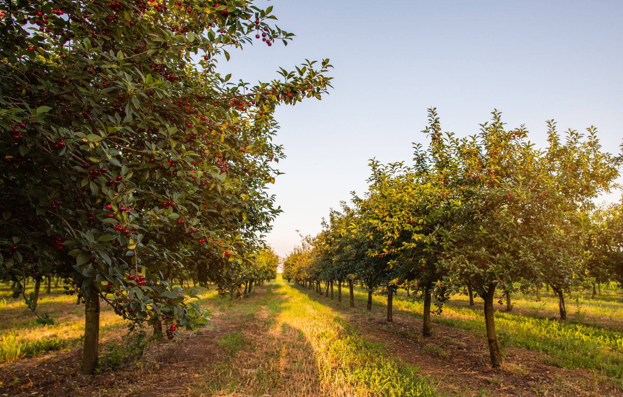 Eco Friendly Non Toxic Weed Control For Us Orchards 1846